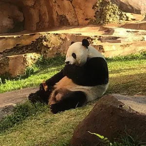 Colloquial Mongolian モンゴル語 英語 CD モンゴル 勉強 - メルカリ