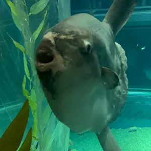 値下げSAIMDANGpremiumSTEM パーフェクトRichクリームセット - メルカリ