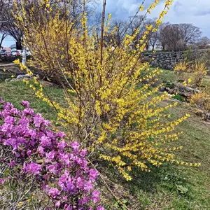 ★SUGAR★3/20.21は発送なし