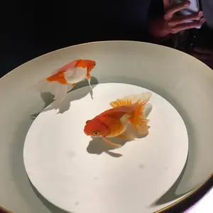 すとぷり すとふぁみ ふぁみくじ ステッカー ジェルくん - メルカリ