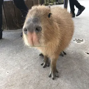 行旅中之冥想(繁体字/台湾発行)サインあり - メルカリ