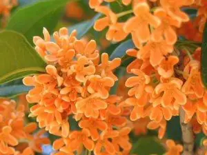 V・ファーレン長崎　中村慶太　ユニ柄トートバッグ V・ファーレン長崎 中村慶太 ユニ柄トートバッグ - メルカリ