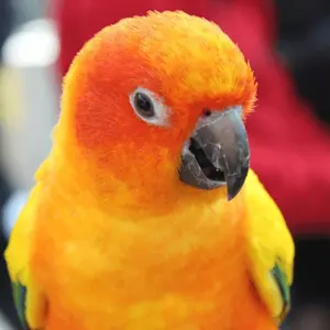 flamingo classics 名もなき花 - メルカリ