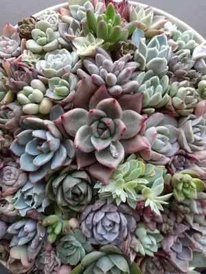 抜き苗】多肉植物 アイスラブリーローズ錦④ - メルカリ