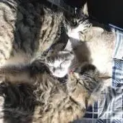 モンゴル