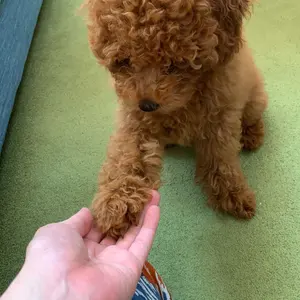 新品未開封】intime 夜桜 pentacon ear - メルカリ