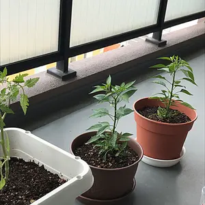 まっちゃん!!様専用」【新品】melange ゴブラン 猿模様コート - メルカリ