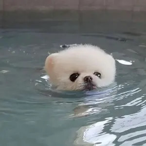 ファンタズマゴリア 夏咲詠 sp サイン入り - メルカリ