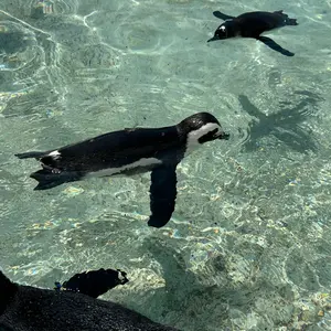 ☆レア物☆浜田麻里 ジグソーパズル 内袋未開封 ポスター2枚 - メルカリ ☆レア物☆浜田麻里 ジグソーパズル 内袋未開封 ポスター2枚 - メルカリ