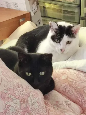 DELL vostro 3740 第8世代 i3-8100/8GB/SSDHDD - メルカリ