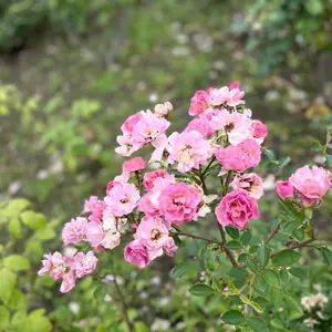 くも様 リクエスト 2点 まとめ商品 - メルカリ