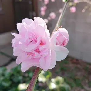 山田涼介 RYOSUKE 刺繍付き赤いストラップ ① - メルカリ