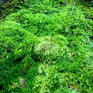 ビカクシダ・ビーチー　苔玉仕立て　※メルカリ便発送　【大株、一点物】 ビカクシダ・ビーチー 苔玉仕立て ※メルカリ便発送 【大株、一点物