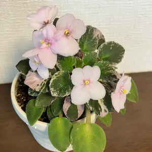 まとめ買いは値引きなしでお願いします！