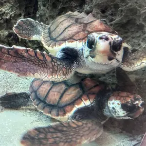 新品】MONSTER ROCK パッチケーブル LL20cm3本 - メルカリ