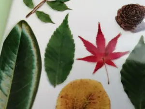 びたろ様専用☆伸芽会 問題集 家庭学習 年中6月〜11月(半年分) - メルカリ