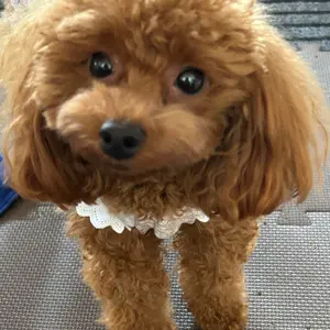 ゆう♡様‪☆犬服‪☆ハンドメイドオーダー Yuki様☆犬服☆ハンドメイドオーダー - メルカリ