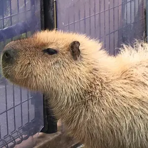 名鉄 グランパスコラボ manaca マナカ 当選品 - メルカリ