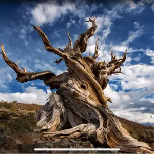 希少 Euphorbia cv.Tom ユーフォルビアcv.TOM ②極太良型 - メルカリ