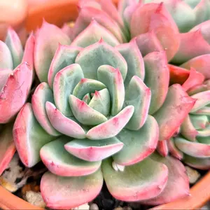 アエオニウム カシミアバイオレット 多肉植物 苗 - メルカリ