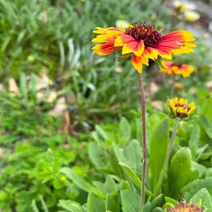 喜界島 百花蜜 3kg 蜂蜜 国産 はちみつ - メルカリ