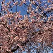 しゃけ@断捨離中