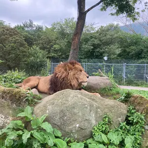 ARS10+ 紅涙の魔ラクリモーサ 25th QCSE クオシク 鑑定書 - メルカリ