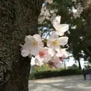 NIKE triax WK0004 PC21-N001 ピンク y2k 00s - メルカリ