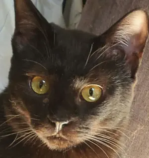 ココ＠近々いくつか処分します