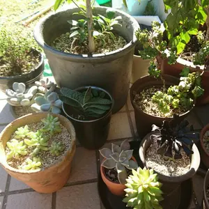 知名祐里 サイン入りトレカ - メルカリ