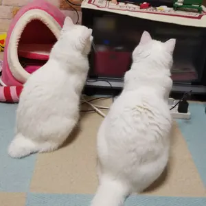 一つの指輪 ミドルアース ザ・ウィザード 日本語限定版 指輪物語