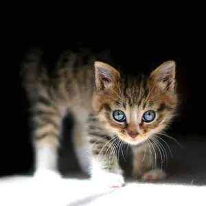 ymk様 専用 茶道具 乾山 武蔵野 伝統工芸 蓋置 喜一作 - メルカリ