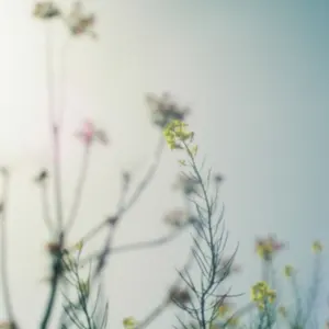 天神羽衣 直筆サイン入りチェキ - メルカリ