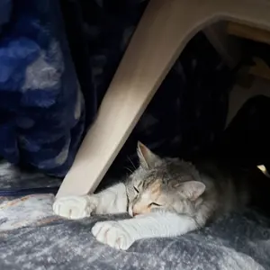 ま*る様 ALPHA MA-1 フライトジャケット archive 00s アル - メルカリ