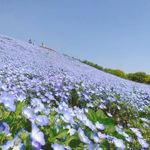 hachi ※31日～4月2日発送不可※