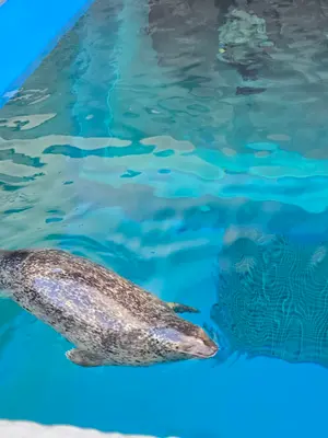 高知の海釣りのすべて 第3版 - メルカリ