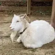 新品】add GAW002 ライトグレー ダウンコート リアルファー付き - メルカリ