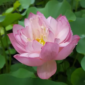 FCS H-3 Nexus サーフボードフィン Sサイズ - メルカリ