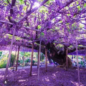 花さんのメデューサ❁¨̮