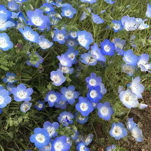 WATWING 缶バッジ ワトウィン 福澤希空 - メルカリ