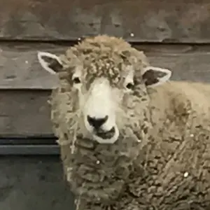 グノーシア ロングクッション タイクレ - メルカリ