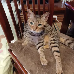 ラディカル・フィットネス ドラゴンウェア上下 ☆まろにゃんさん専用