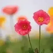 FGO タイキ展 マーリン 箔押しポストカード Fate - メルカリ