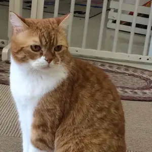 はぶちゃん