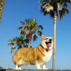 裁断済み 犬と猫の診療基本手技 下巻 獣医 - メルカリ