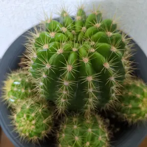 神亀酒器 沈壽官十五代 薩摩焼 共箱 - メルカリ