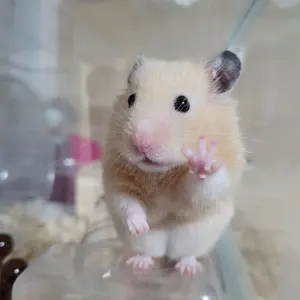 あみこみ(注意事項読んでください)