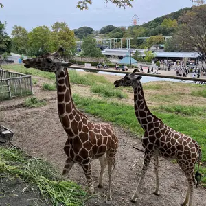 ダッフィー アドベンチャー号 ぬいぐるみ セット ディズニークルーズ