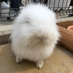 ヒガシ［おまとめ買い大歓迎！］