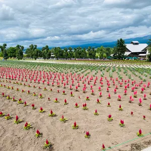 ◎ワイズY's タータンチェックキルトラップスカート 濃淡グレー3
